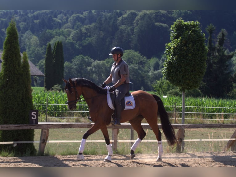 Österreichisches Warmblut Stute 3 Jahre 167 cm Brauner in St Marein bei Graz