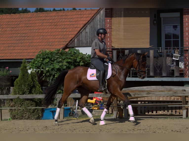 Österreichisches Warmblut Stute 3 Jahre 167 cm Brauner in St Marein bei Graz