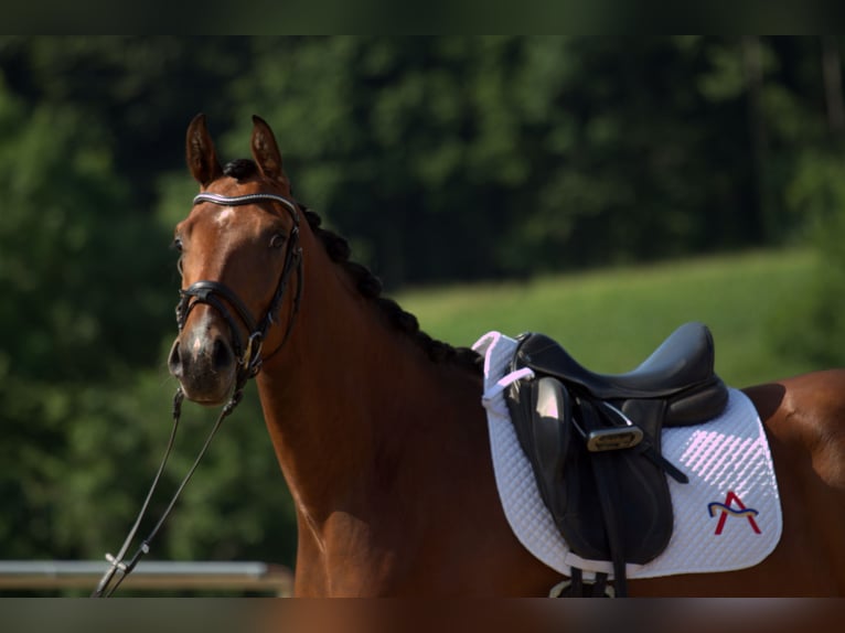 Österreichisches Warmblut Stute 3 Jahre 167 cm Brauner in St Marein bei Graz