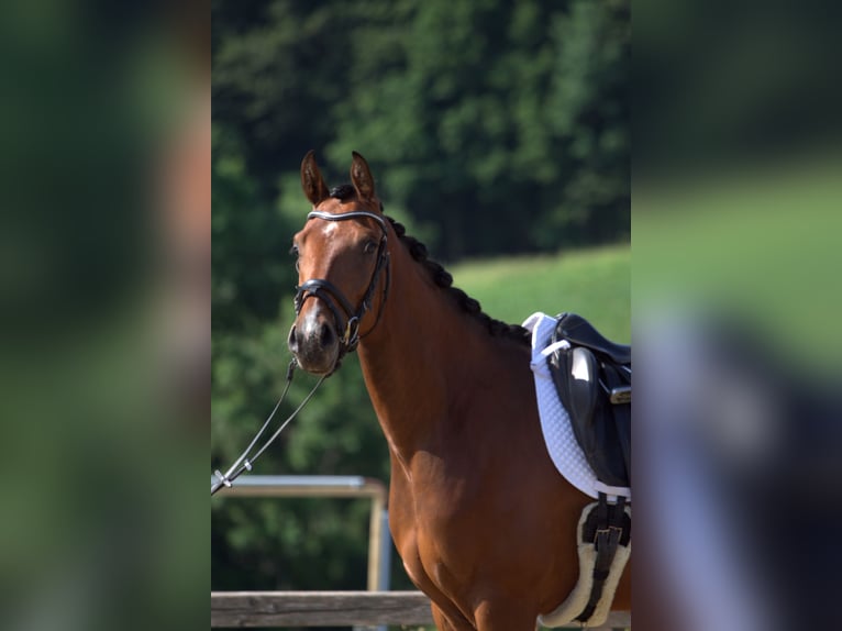 Österreichisches Warmblut Stute 3 Jahre 167 cm Brauner in St Marein bei Graz