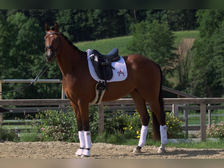 Österreichisches Warmblut Stute 3 Jahre 167 cm Brauner in St Marein bei Graz