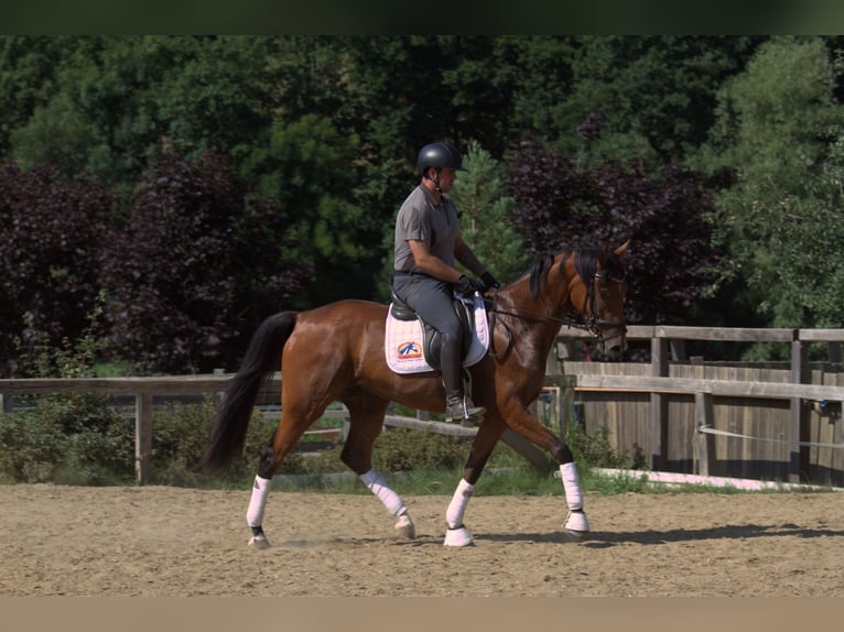 Österreichisches Warmblut Stute 3 Jahre 167 cm Brauner in St Marein bei Graz