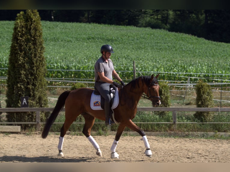 Österreichisches Warmblut Stute 3 Jahre 167 cm Brauner in St Marein bei Graz