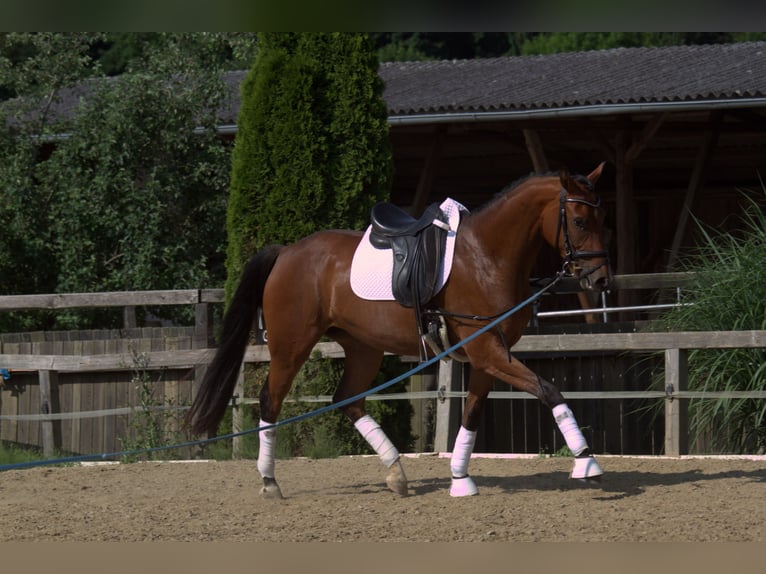 Österreichisches Warmblut Stute 3 Jahre 167 cm Brauner in St Marein bei Graz