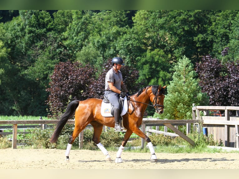 Österreichisches Warmblut Stute 3 Jahre 167 cm Brauner in St Marein bei Graz