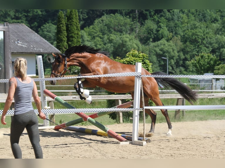 Österreichisches Warmblut Stute 3 Jahre 167 cm Brauner in St Marein bei Graz