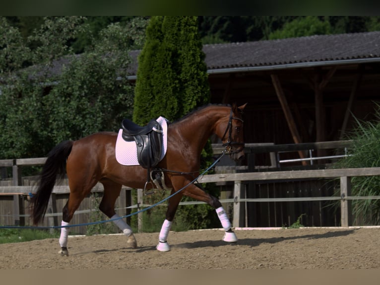Österreichisches Warmblut Stute 3 Jahre 167 cm Brauner in St Marein bei Graz