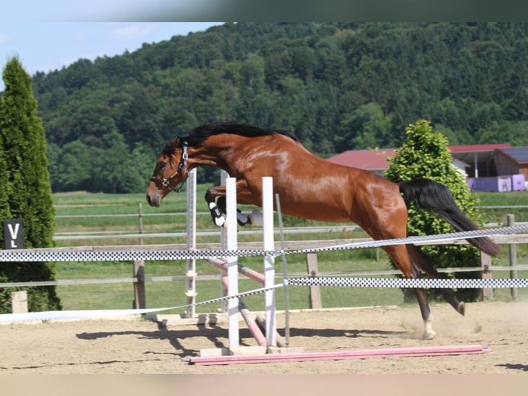 Österreichisches Warmblut Stute 3 Jahre 167 cm Brauner in St Marein bei Graz