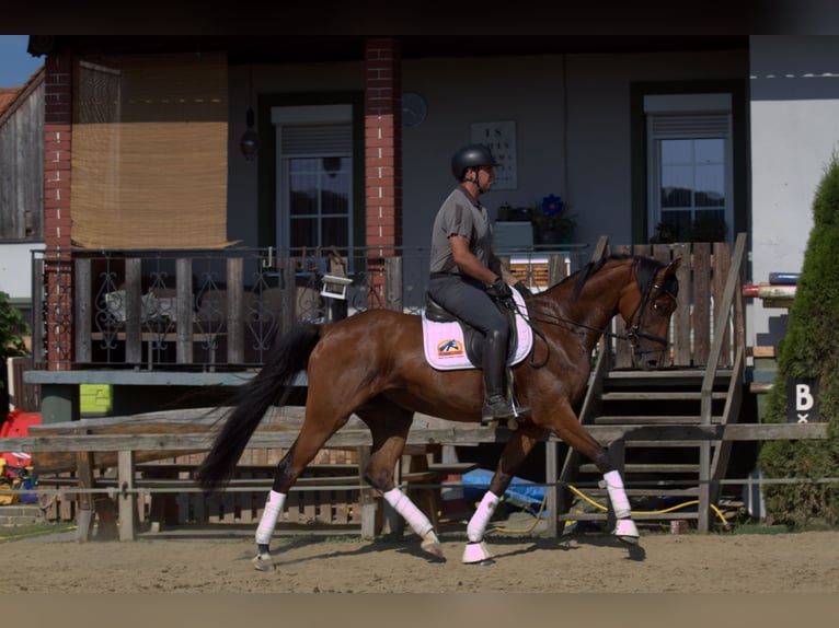 Österreichisches Warmblut Stute 3 Jahre 167 cm Brauner in St Marein bei Graz