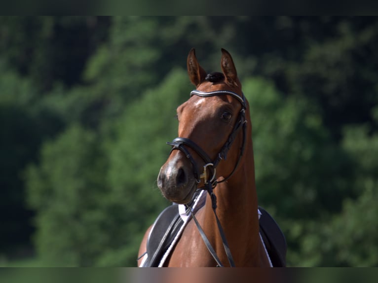 Österreichisches Warmblut Stute 3 Jahre 167 cm Brauner in St Marein bei Graz