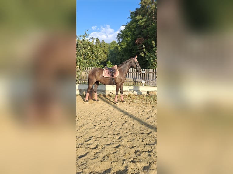 Österreichisches Warmblut Stute 3 Jahre 167 cm Rappe in Gleisdorf