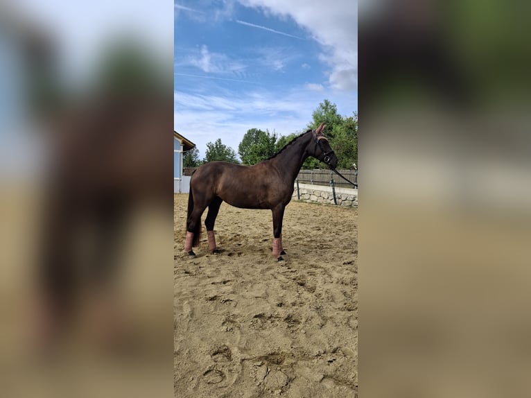 Österreichisches Warmblut Stute 3 Jahre 167 cm Rappe in Gleisdorf