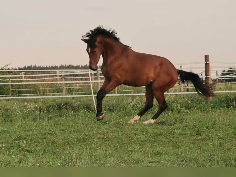 Österreichisches Warmblut Stute 3 Jahre 168 cm Brauner in STRA&#xDF;WALCHEN