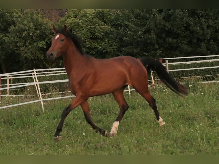 Österreichisches Warmblut Stute 3 Jahre 168 cm Brauner in STRA&#xDF;WALCHEN