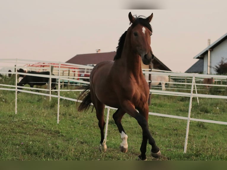Österreichisches Warmblut Stute 3 Jahre 168 cm Brauner in STRA&#xDF;WALCHEN
