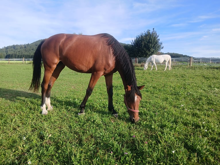 Österreichisches Warmblut Stute 3 Jahre 168 cm Brauner in STRA&#xDF;WALCHEN