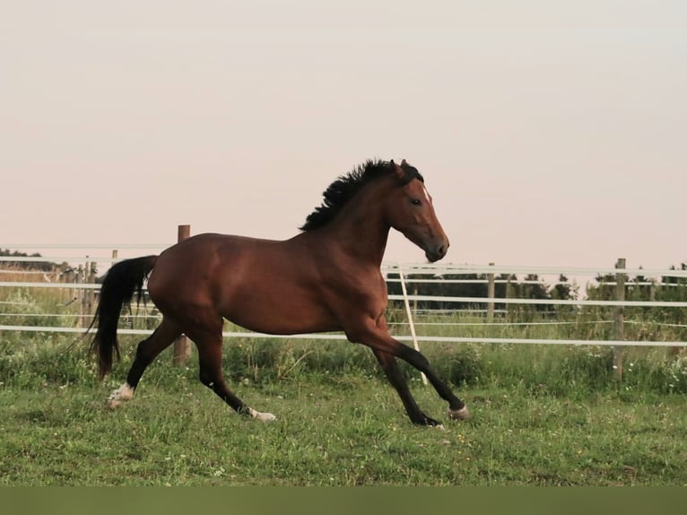 Österreichisches Warmblut Stute 3 Jahre 168 cm Brauner in STRA&#xDF;WALCHEN