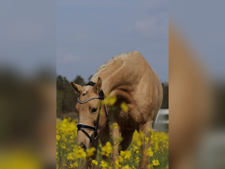 Österreichisches Warmblut Stute 3 Jahre 168 cm Palomino in St Marein bei Graz