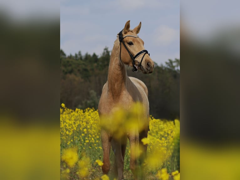 Österreichisches Warmblut Stute 3 Jahre 168 cm Palomino in St Marein bei Graz