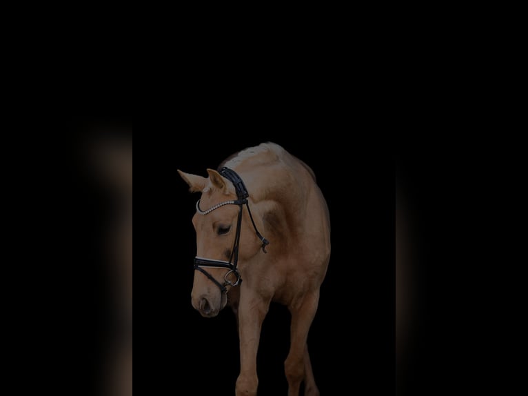 Österreichisches Warmblut Stute 3 Jahre 168 cm Palomino in St Marein bei Graz