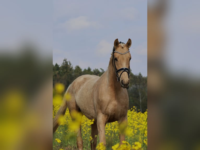 Österreichisches Warmblut Stute 3 Jahre 168 cm Palomino in St Marein bei Graz