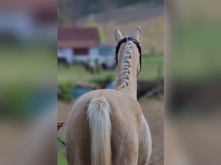 Österreichisches Warmblut Stute 3 Jahre 168 cm Palomino in St Marein bei Graz