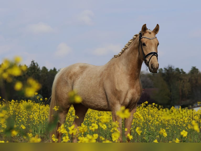 Österreichisches Warmblut Stute 3 Jahre 168 cm Palomino in St Marein bei Graz