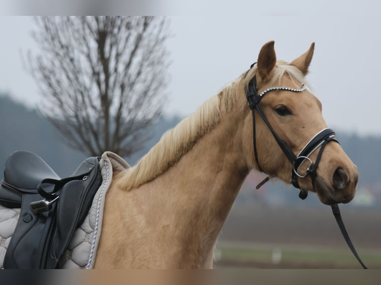Österreichisches Warmblut Stute 3 Jahre 168 cm Palomino in St Marein bei Graz