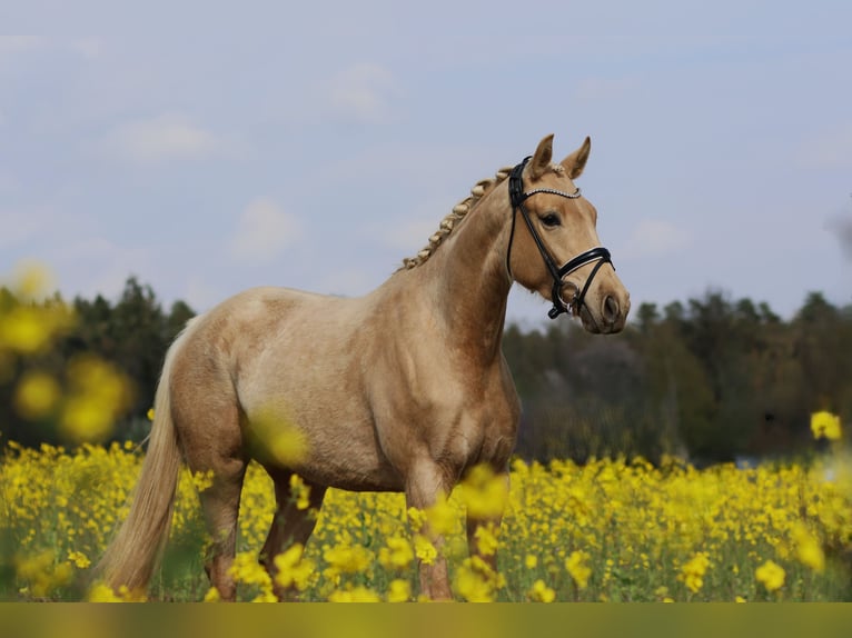 Österreichisches Warmblut Stute 3 Jahre 168 cm Palomino in St Marein bei Graz