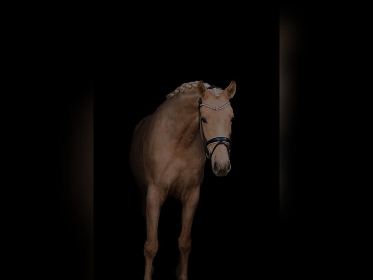 Österreichisches Warmblut Stute 3 Jahre 168 cm Palomino in St Marein bei Graz