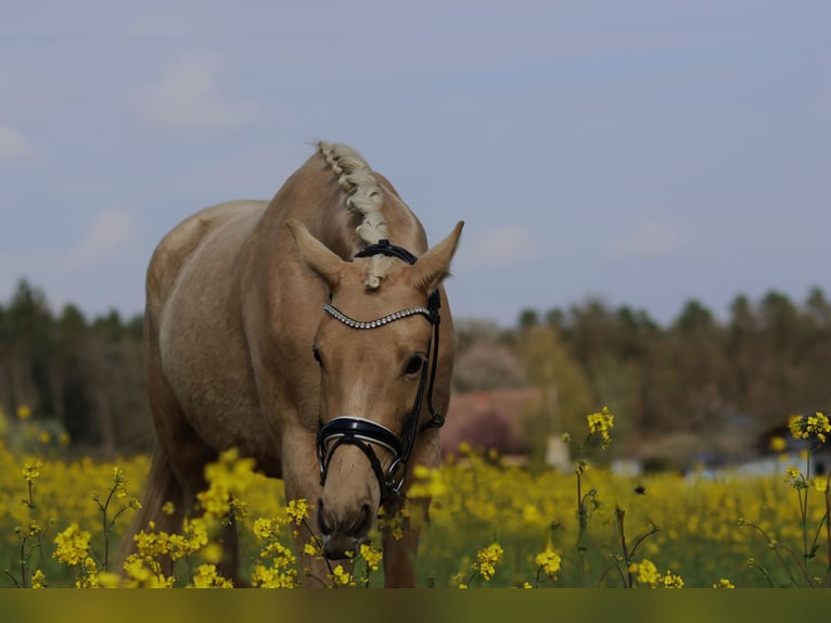 Österreichisches Warmblut Stute 3 Jahre 168 cm Palomino in St Marein bei Graz