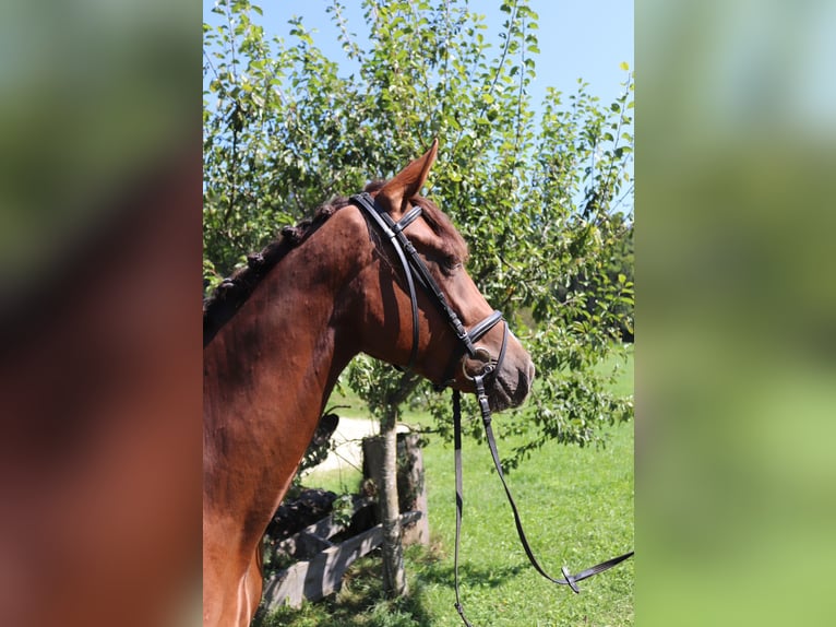 Österreichisches Warmblut Stute 3 Jahre 169 cm Dunkelfuchs in Arriach