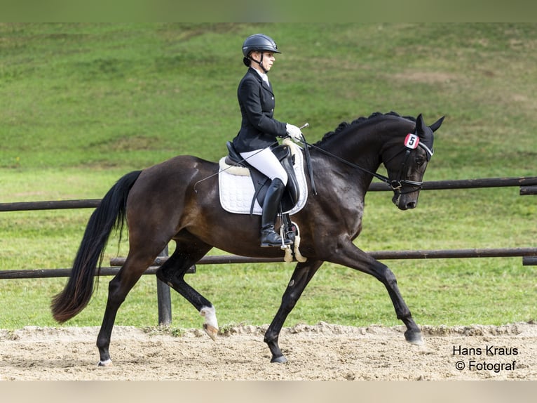 Österreichisches Warmblut Stute 3 Jahre 169 cm Schwarzbrauner in Z&#xF6;fing