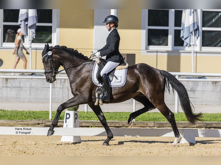 Österreichisches Warmblut Stute 3 Jahre 169 cm Schwarzbrauner in Z&#xF6;fing