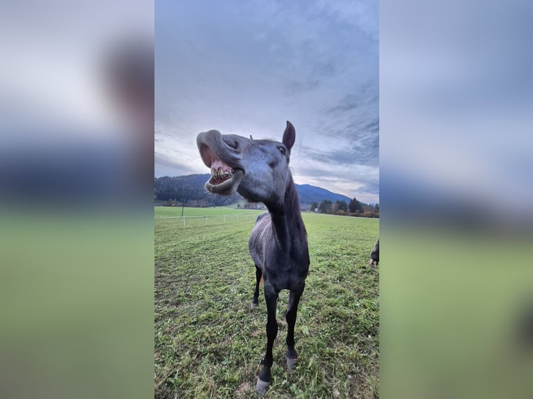 Österreichisches Warmblut Stute 3 Jahre 170 cm Apfelschimmel in Hermagor-Pressegger See