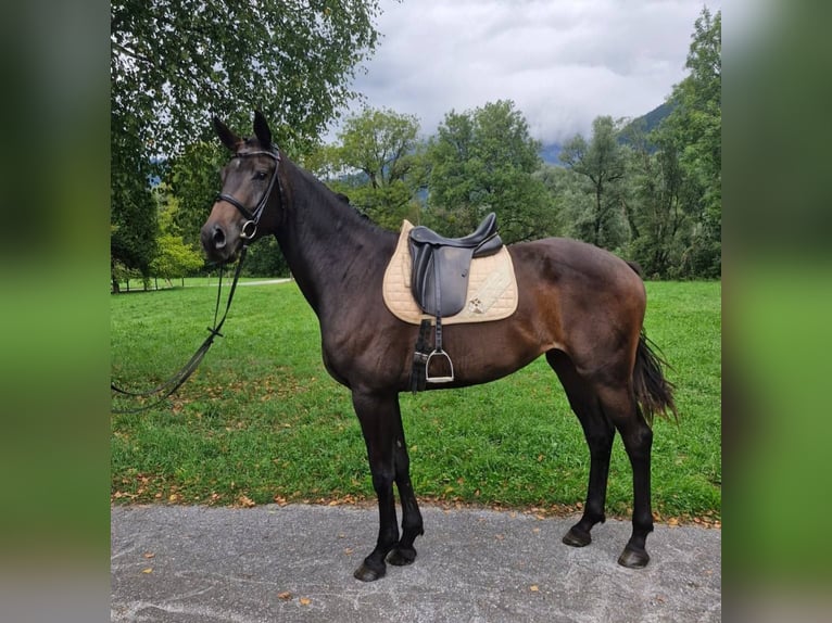 Österreichisches Warmblut Stute 3 Jahre 170 cm Dunkelbrauner in Admont
