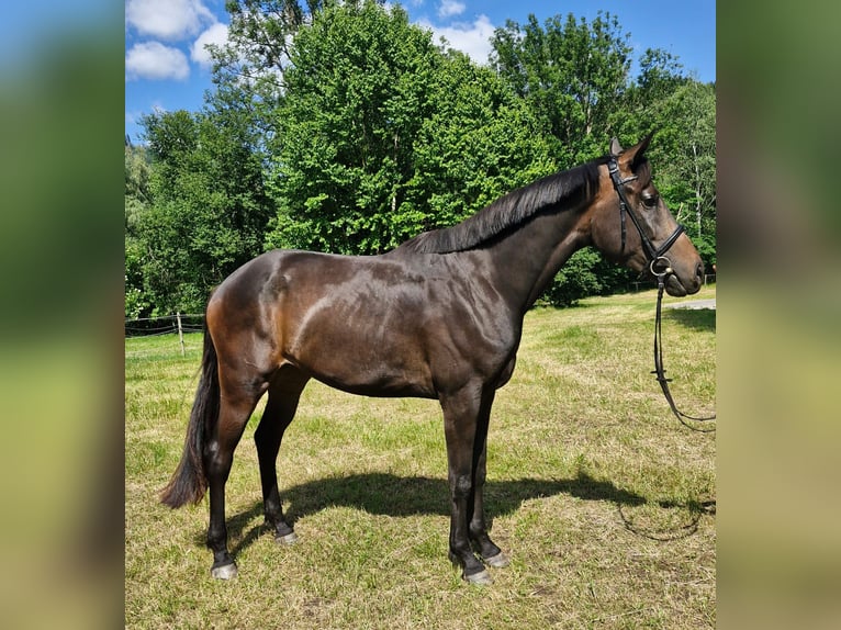 Österreichisches Warmblut Stute 3 Jahre 170 cm Dunkelbrauner in Admont