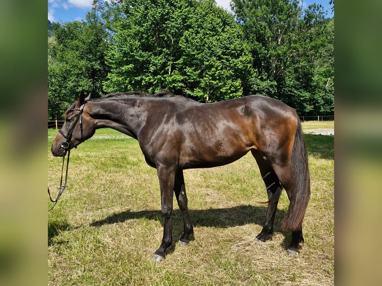 Österreichisches Warmblut Stute 3 Jahre 170 cm Dunkelbrauner in Admont