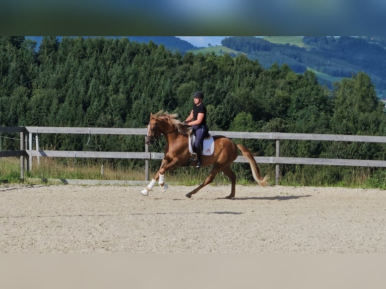 Österreichisches Warmblut Stute 3 Jahre 170 cm Dunkelfuchs in Garsten