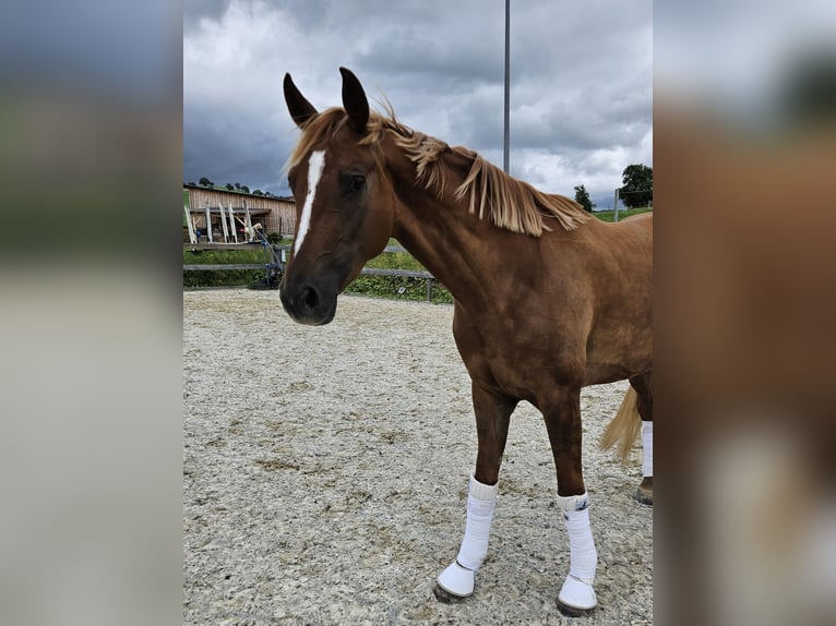 Österreichisches Warmblut Stute 3 Jahre 170 cm Dunkelfuchs in Garsten