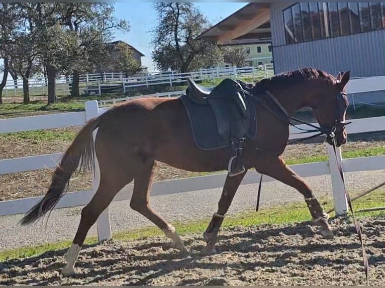 Österreichisches Warmblut Stute 3 Jahre 170 cm Fuchs in Wolfsbach