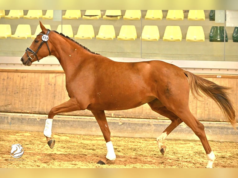 Österreichisches Warmblut Stute 3 Jahre 170 cm Fuchs in Wolfsbach