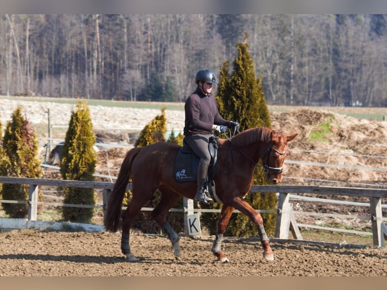 Österreichisches Warmblut Stute 3 Jahre 170 cm Fuchs in St Marein bei Graz