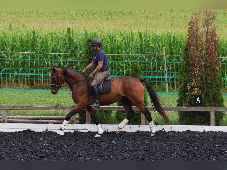 Österreichisches Warmblut Stute 3 Jahre 171 cm Brauner in St Marein bei Graz