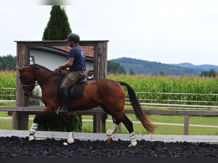Österreichisches Warmblut Stute 3 Jahre 171 cm Brauner in St Marein bei Graz