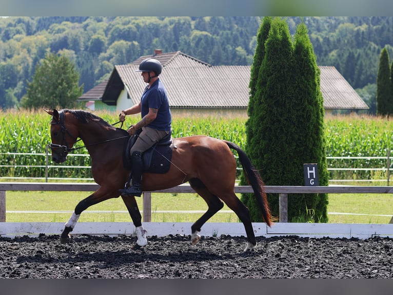 Österreichisches Warmblut Stute 3 Jahre 171 cm Brauner in St Marein bei Graz