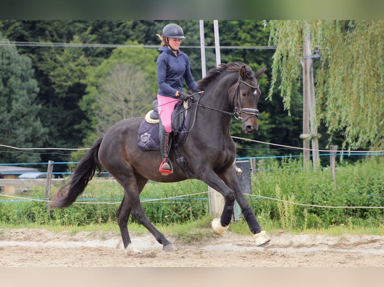 Österreichisches Warmblut Stute 3 Jahre 172 cm Dunkelbrauner in Sch&#xF6;ngumprechting