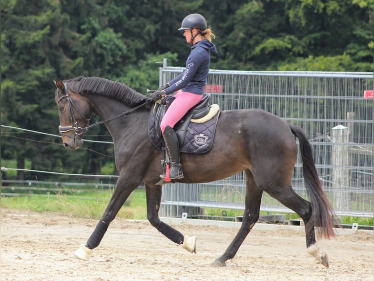 Österreichisches Warmblut Stute 3 Jahre 172 cm Dunkelbrauner in Sch&#xF6;ngumprechting