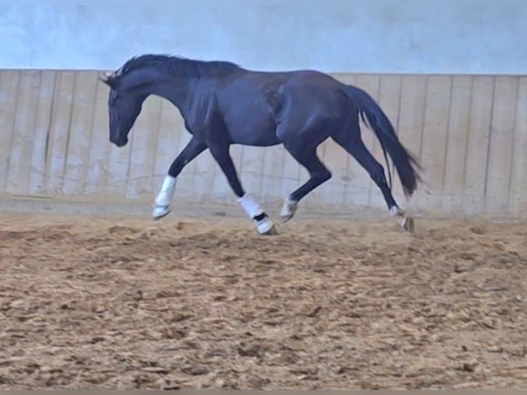 Österreichisches Warmblut Stute 3 Jahre 172 cm Rappe in Wolfsbach