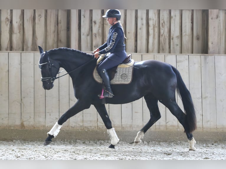 Österreichisches Warmblut Stute 3 Jahre 172 cm Rappe in Wolfsbach
